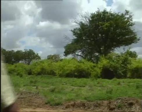 Obsession 52: Safari Park (DBM Video) Screenshot 0